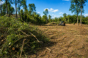 Brush Clearing Edmond
